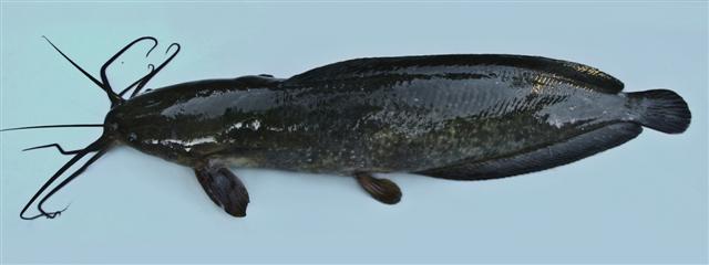 Clarias Batrachus Linnaeus